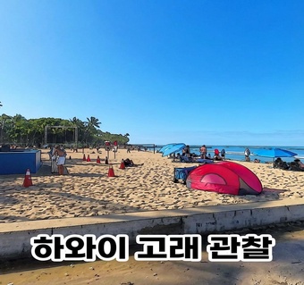 하와이 혹등고래 관찰 완벽 가이드: 웨일와칭 성공 노하우와 최적 시기